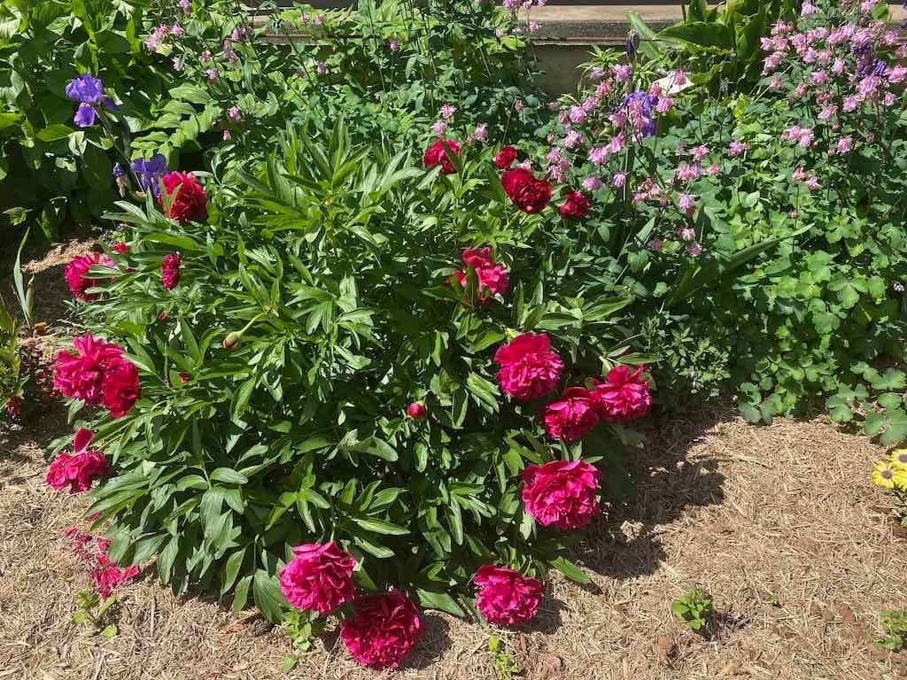 Milthorpe Garden Ramble Image -69142f2de9f8f