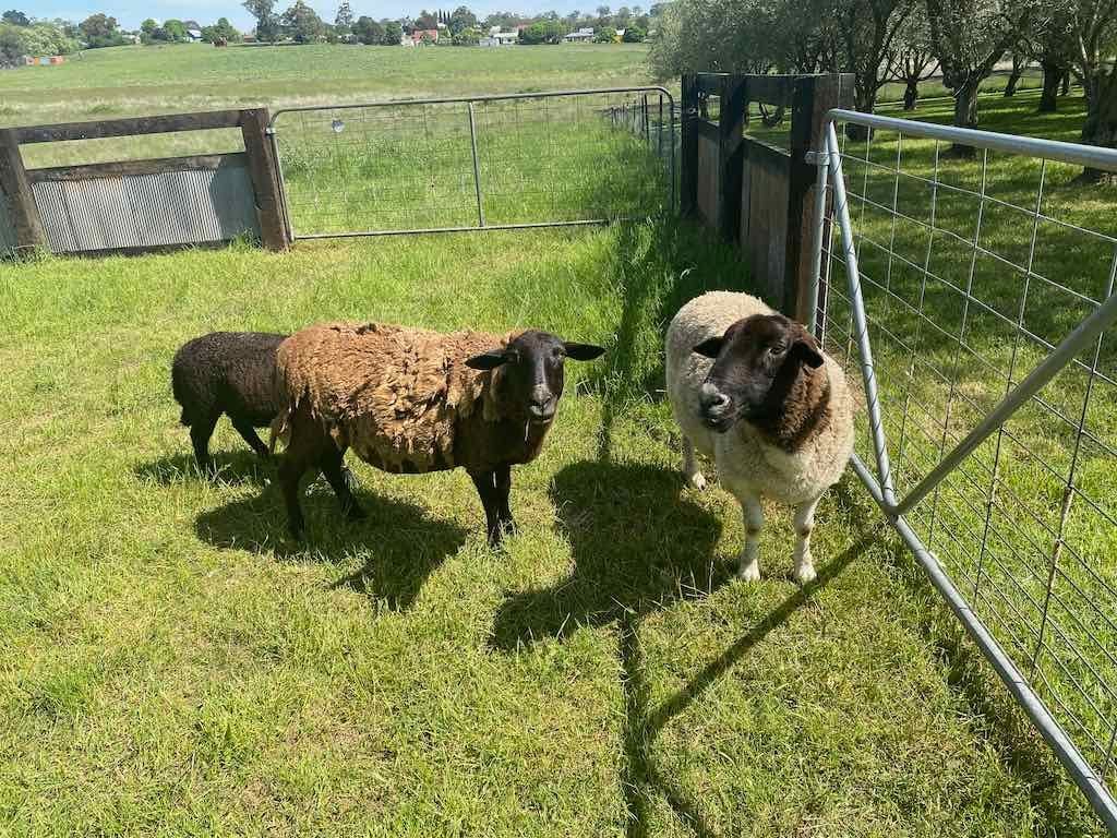 Milthorpe Garden Ramble Image -69142f30433c5