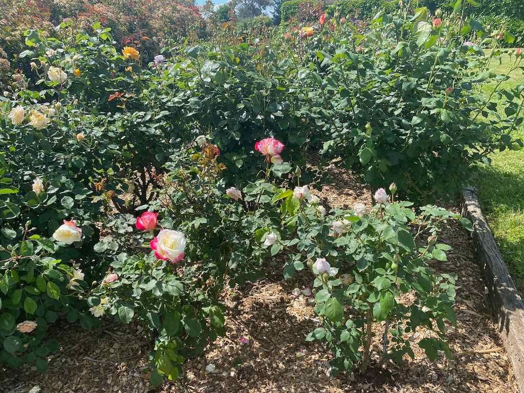 Milthorpe Garden Ramble Image -69142f317cf72