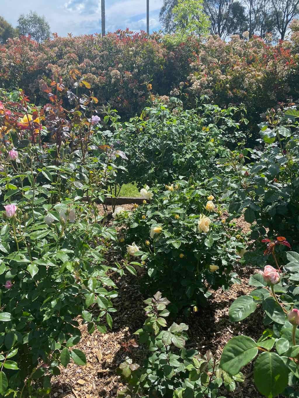 Milthorpe Garden Ramble Image -69142f31d431a