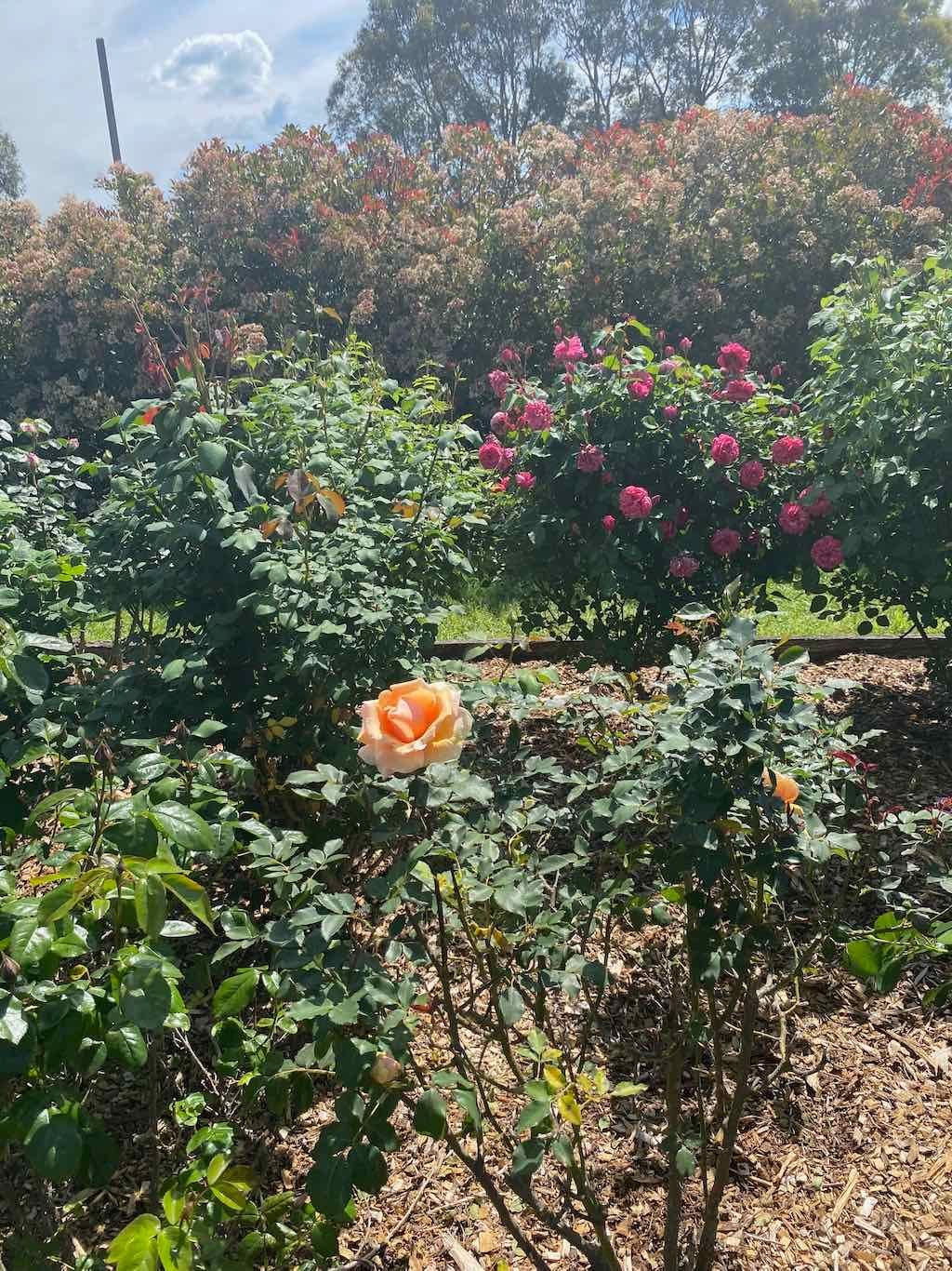 Milthorpe Garden Ramble Image -69142f32432d5