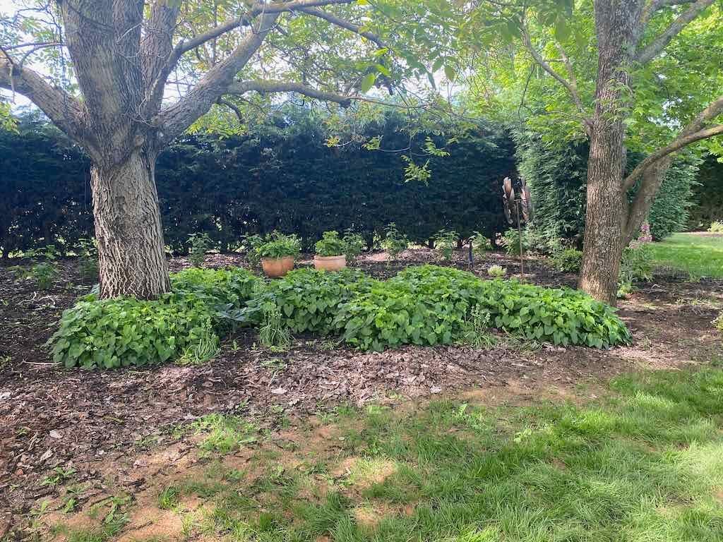 Milthorpe Garden Ramble Image -69142f3559566