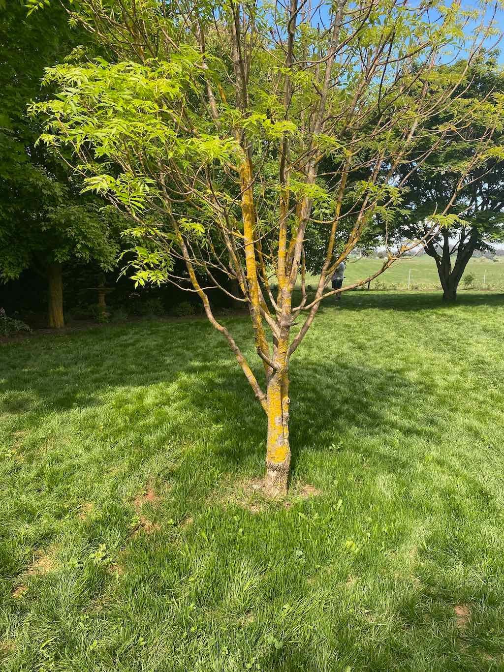 Milthorpe Garden Ramble Image -69142f3729940