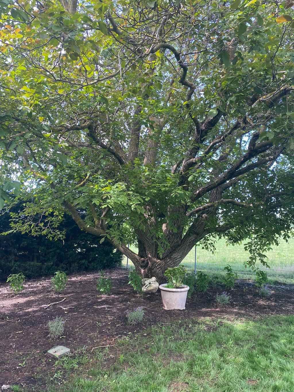 Milthorpe Garden Ramble Image -69142f37d9e0a