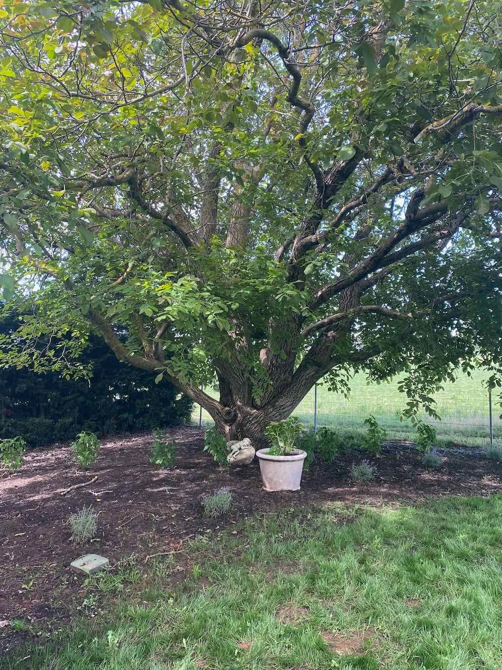 Milthorpe Garden Ramble Image -69142f383dfea