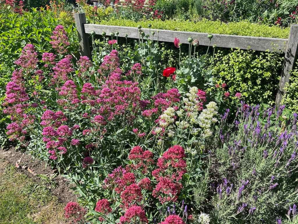 Milthorpe Garden Ramble Image -69142f3e3ed63