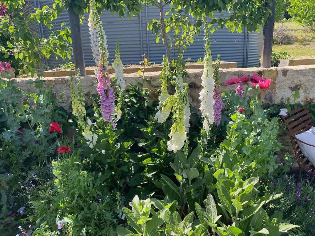 Milthorpe Garden Ramble Image -69142f3f406f6