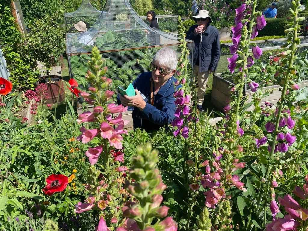 Milthorpe Garden Ramble Image -69142f4190ce6