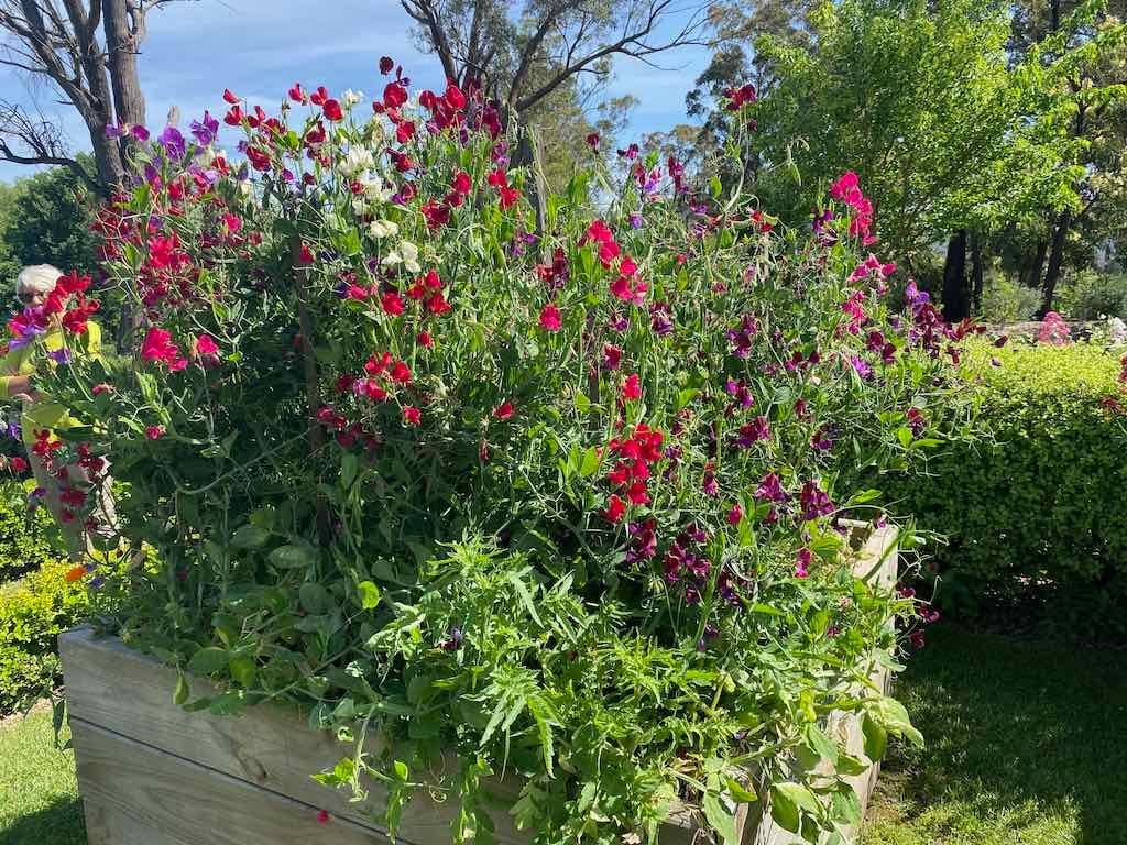 Milthorpe Garden Ramble Image -69142f4304857