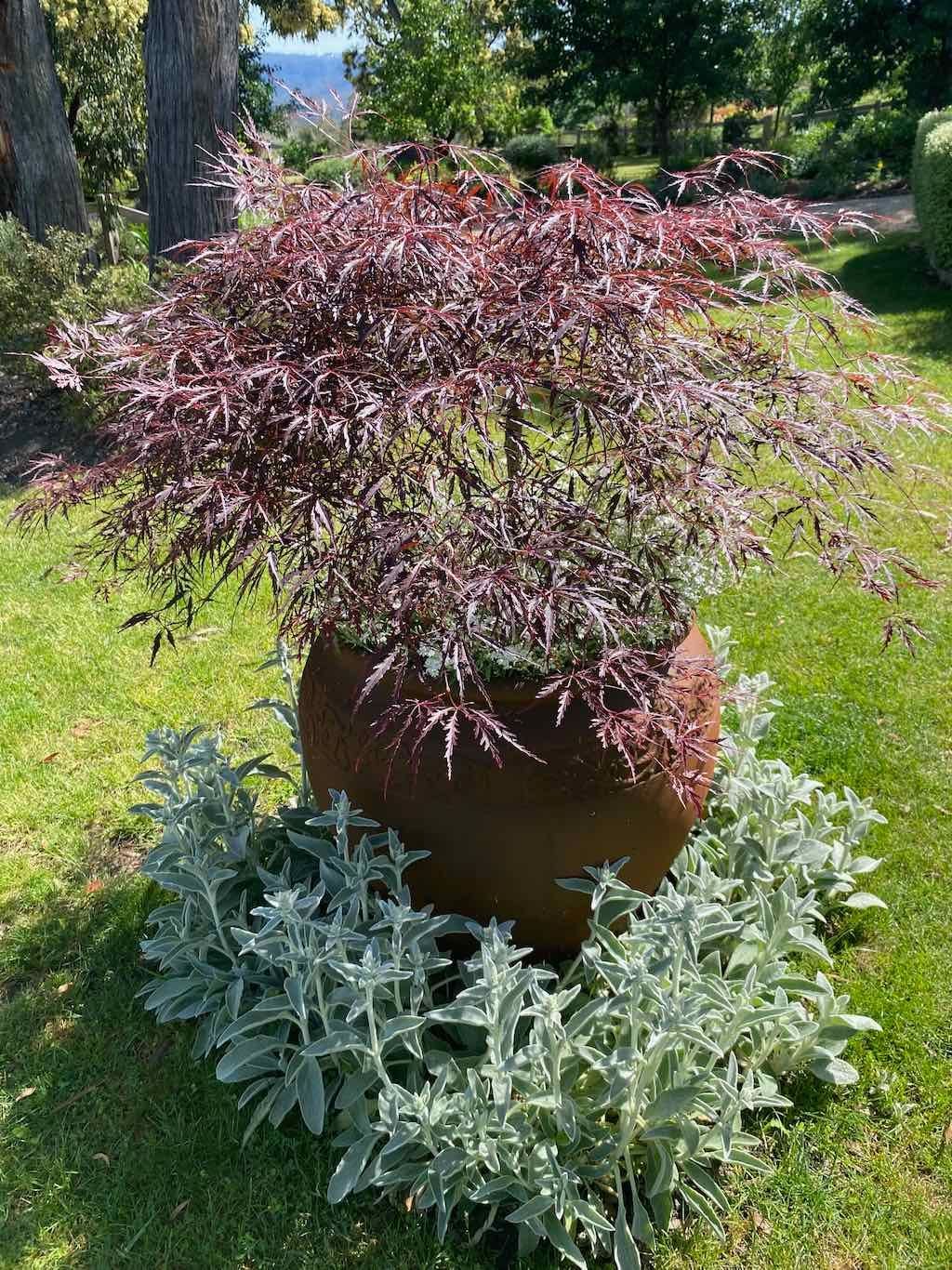 Milthorpe Garden Ramble Image -69142f47c5200