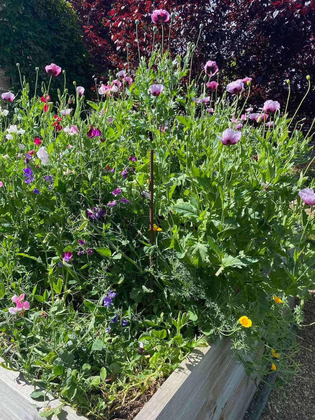 Milthorpe Garden Ramble Image -69142f490a334