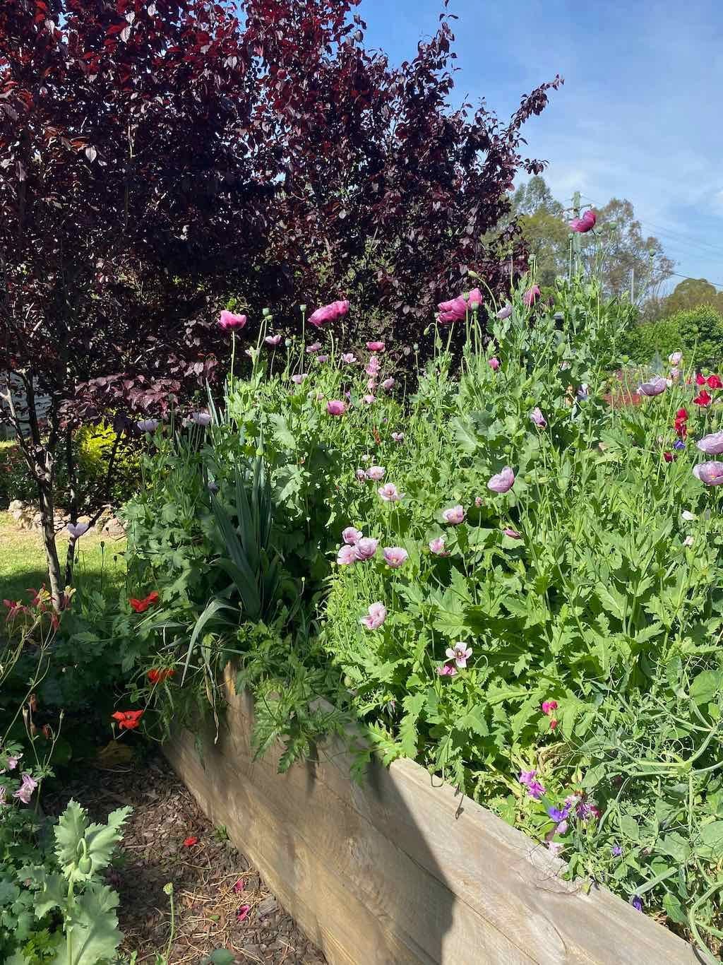 Milthorpe Garden Ramble Image -69142f49e92bb