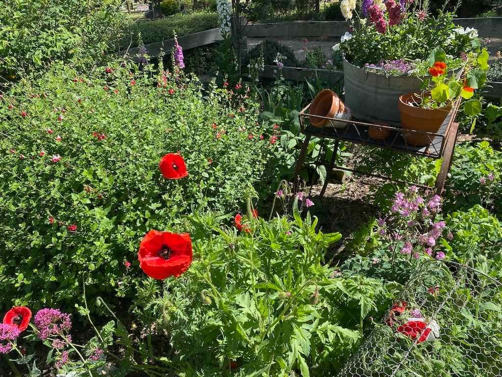 Milthorpe Garden Ramble Image -69142f4aa869c