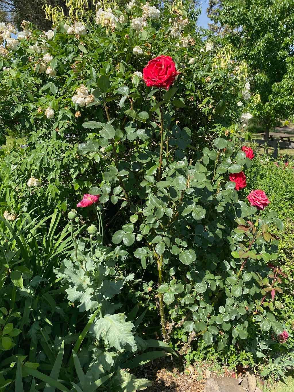 Milthorpe Garden Ramble Image -69142f50b27ea