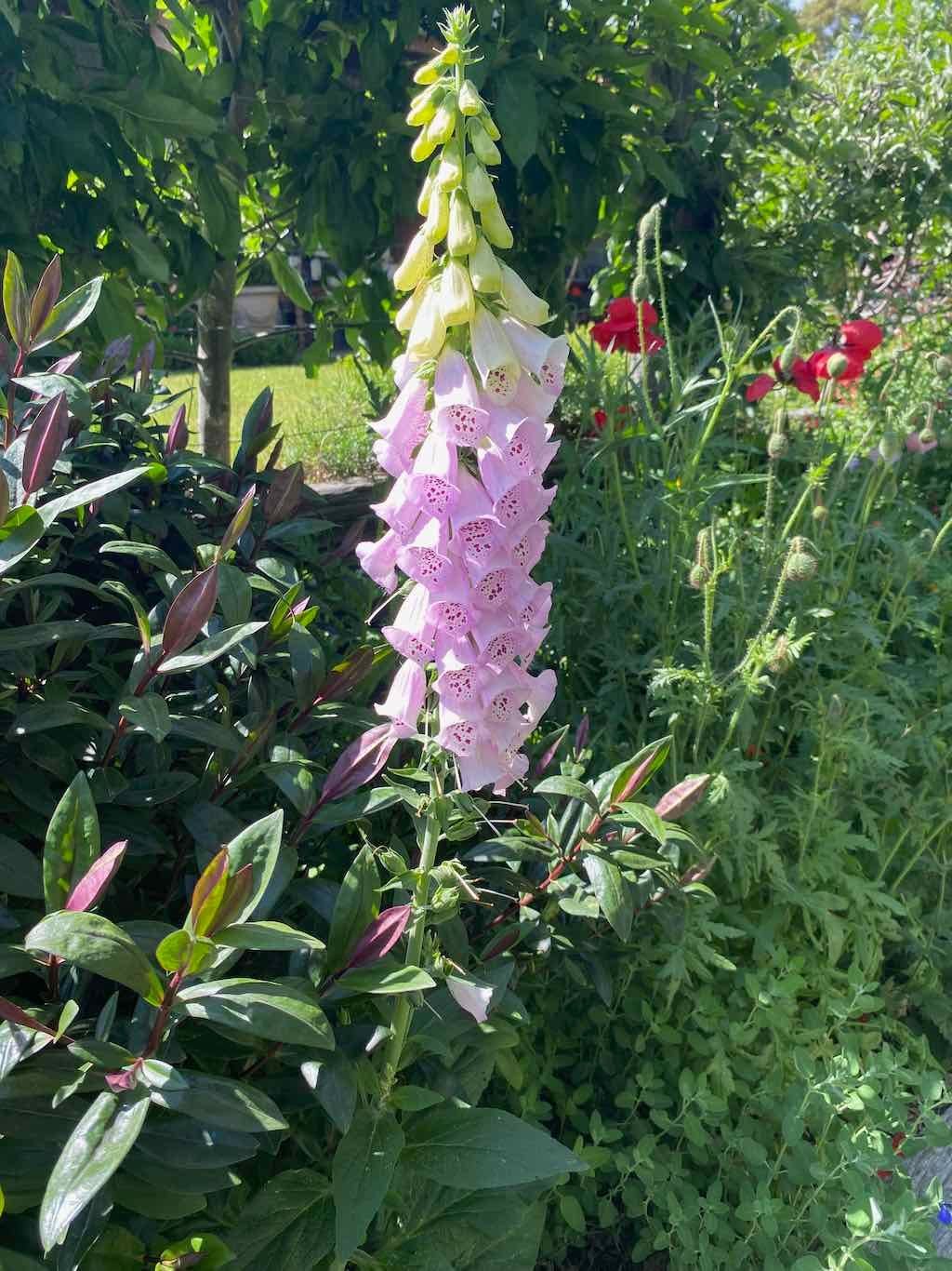 Milthorpe Garden Ramble Image -69142f520f8d5