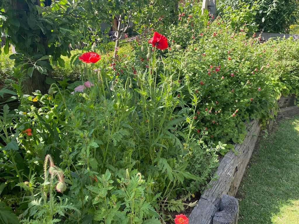 Milthorpe Garden Ramble Image -69142f52624c9