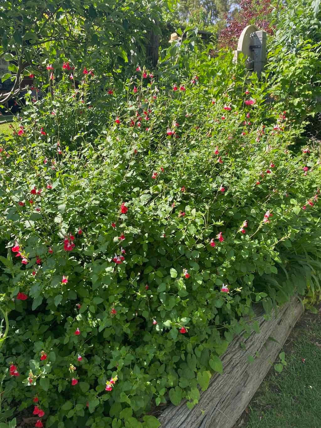 Milthorpe Garden Ramble Image -69142f52c82b0