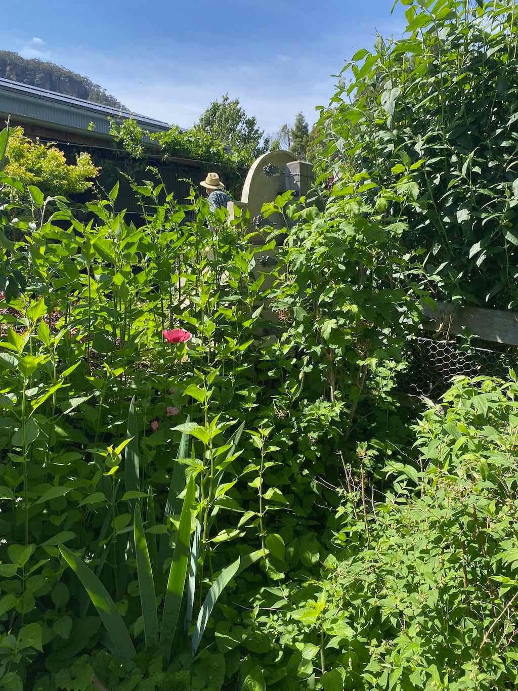 Milthorpe Garden Ramble Image -69142f532bc8b