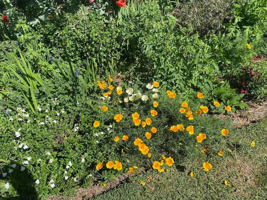 Milthorpe Garden Ramble Image -69142f5498311