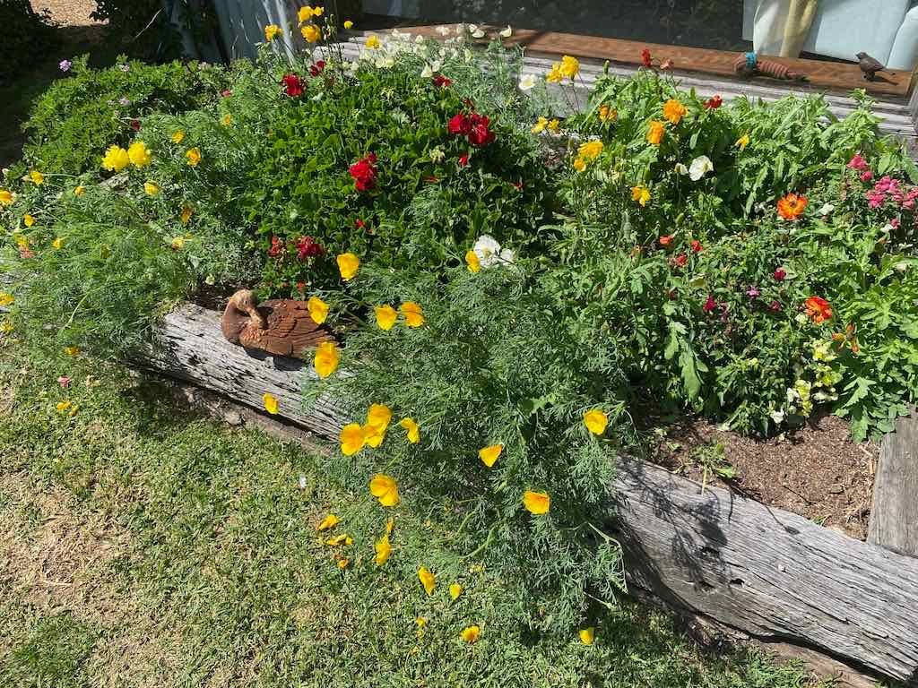 Milthorpe Garden Ramble Image -69142f575fde2