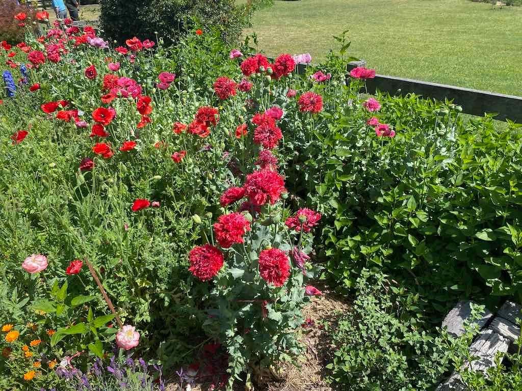 Milthorpe Garden Ramble Image -69142f5b1e5db