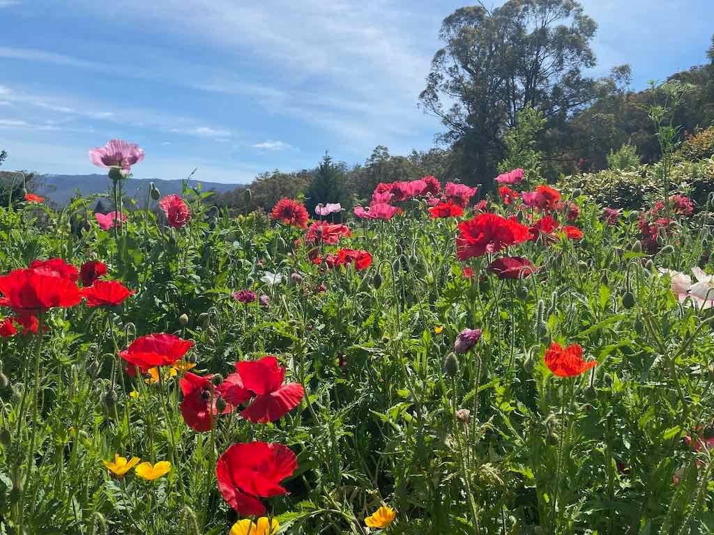 Milthorpe Garden Ramble Image -69142f5b652c0