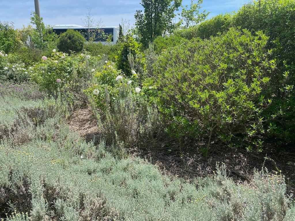 Milthorpe Garden Ramble Image -69142f6669b8a