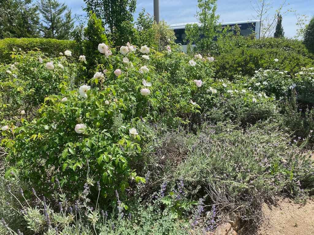 Milthorpe Garden Ramble Image -69142f66c6cbc