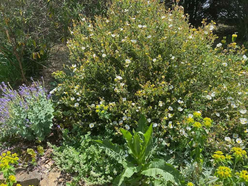 Milthorpe Garden Ramble Image -69142f6918e44