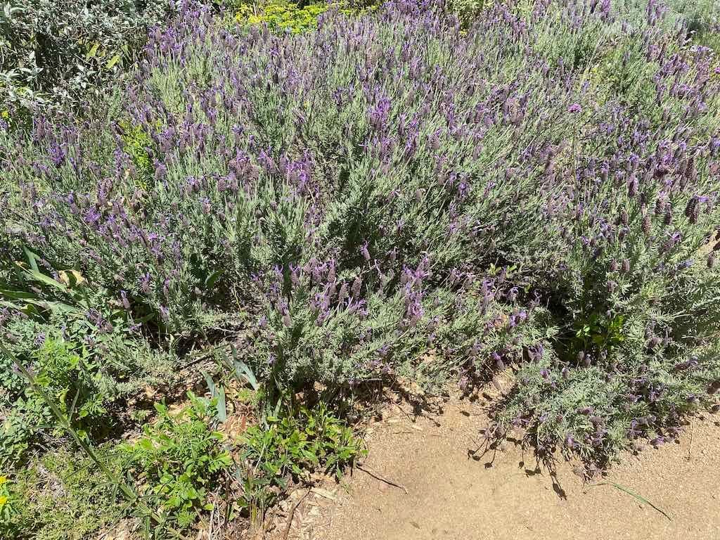 Milthorpe Garden Ramble Image -69142f697196c