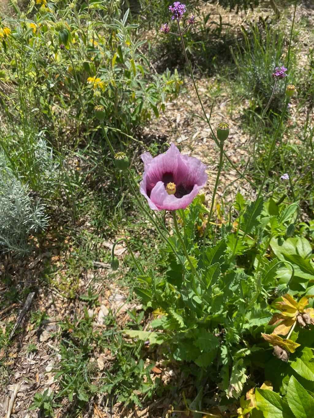 Milthorpe Garden Ramble Image -69142f6a37de4