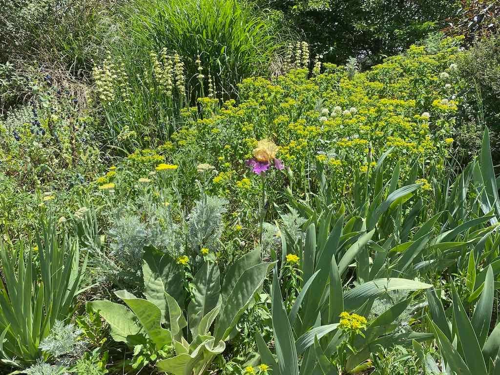 Milthorpe Garden Ramble Image -69142f6af09cd