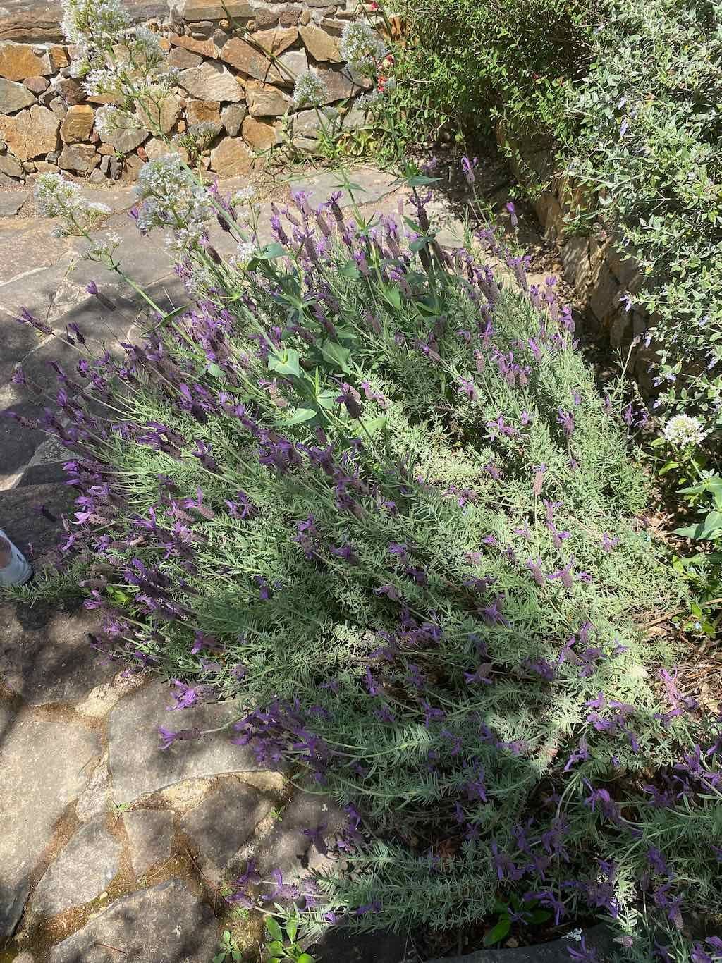 Milthorpe Garden Ramble Image -69142f6b6a2b4