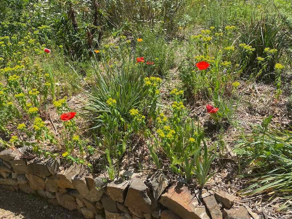 Milthorpe Garden Ramble Image -69142f6eadd15