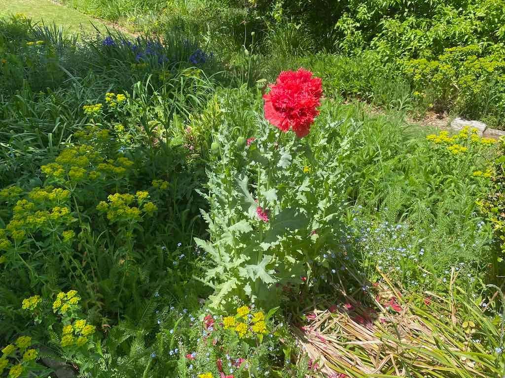 Milthorpe Garden Ramble Image -69142f7184d77