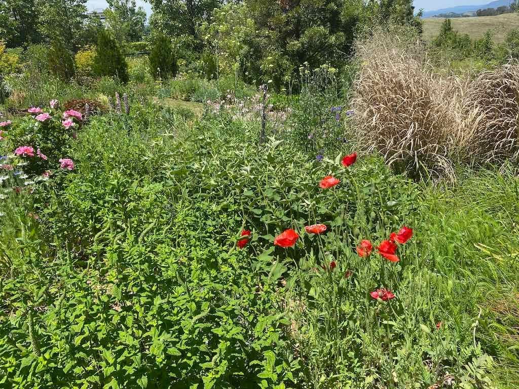 Milthorpe Garden Ramble Image -69142f71dc702