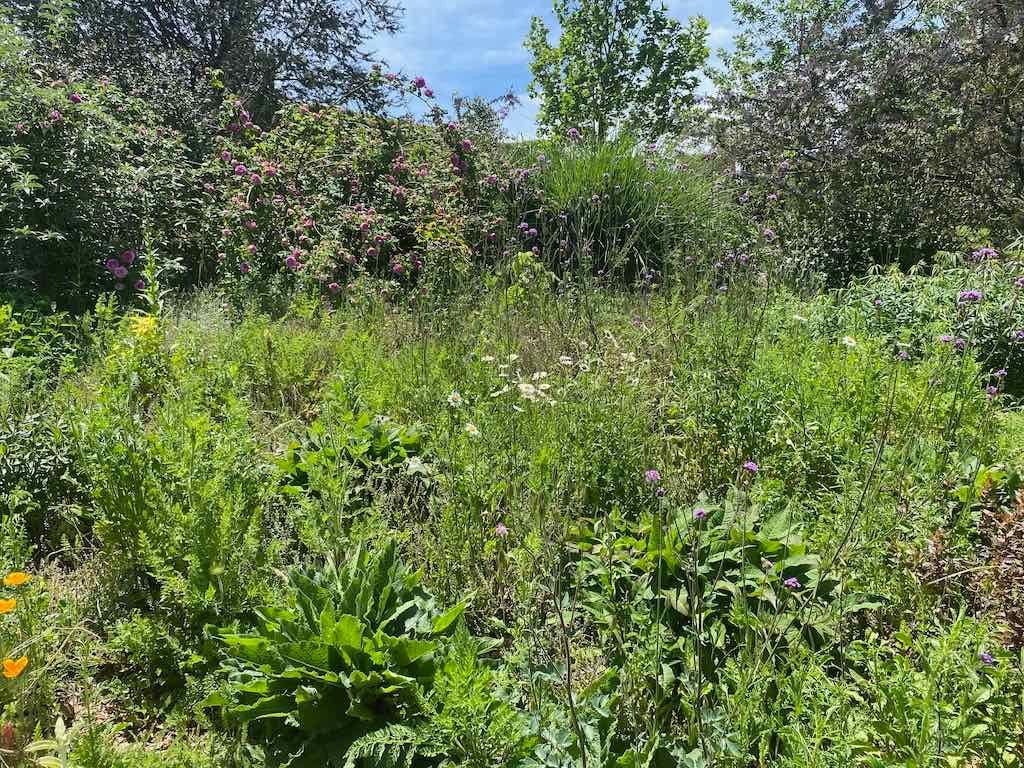 Milthorpe Garden Ramble Image -69142f723ef60