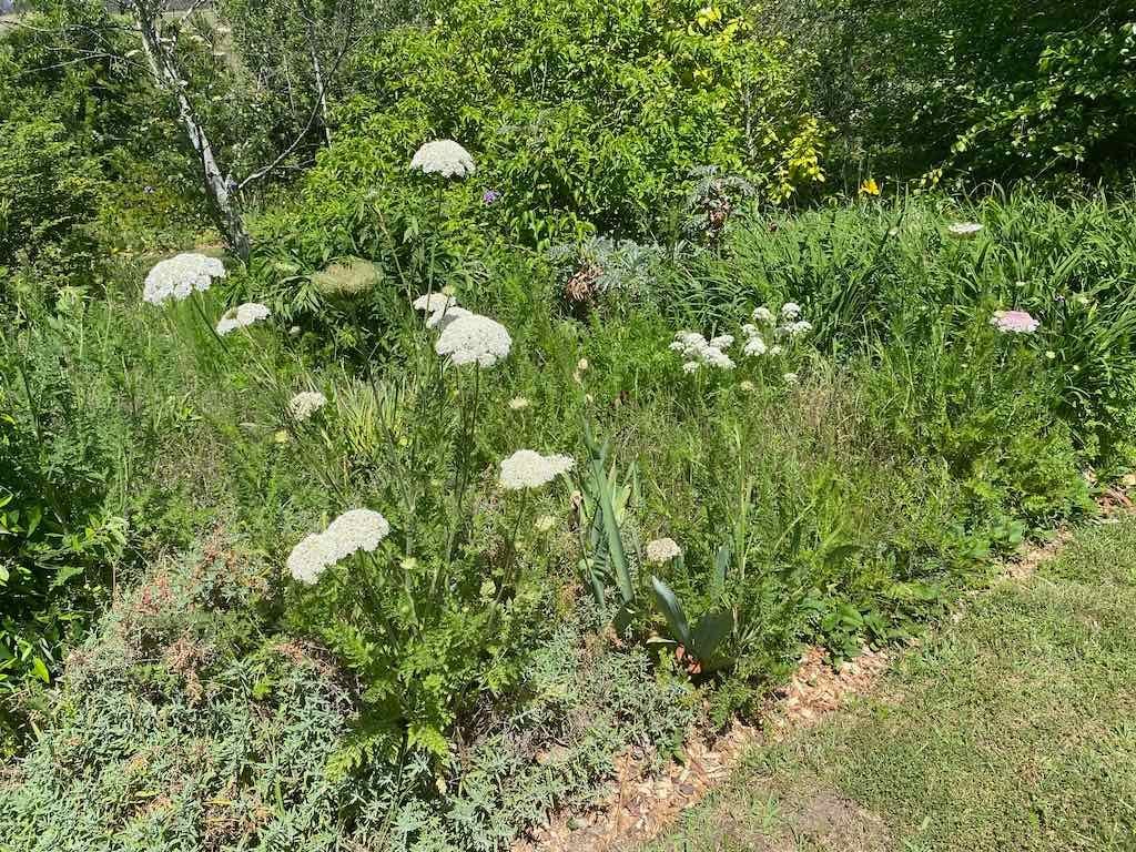 Milthorpe Garden Ramble Image -69142f72911eb