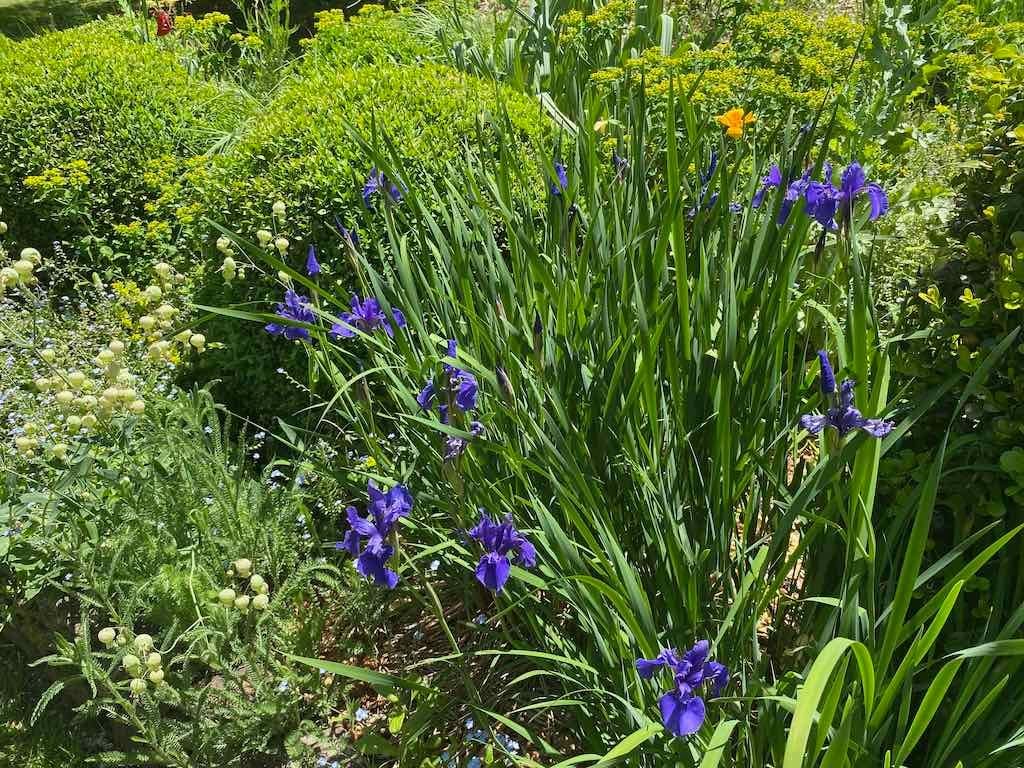 Milthorpe Garden Ramble Image -69142f73b2320