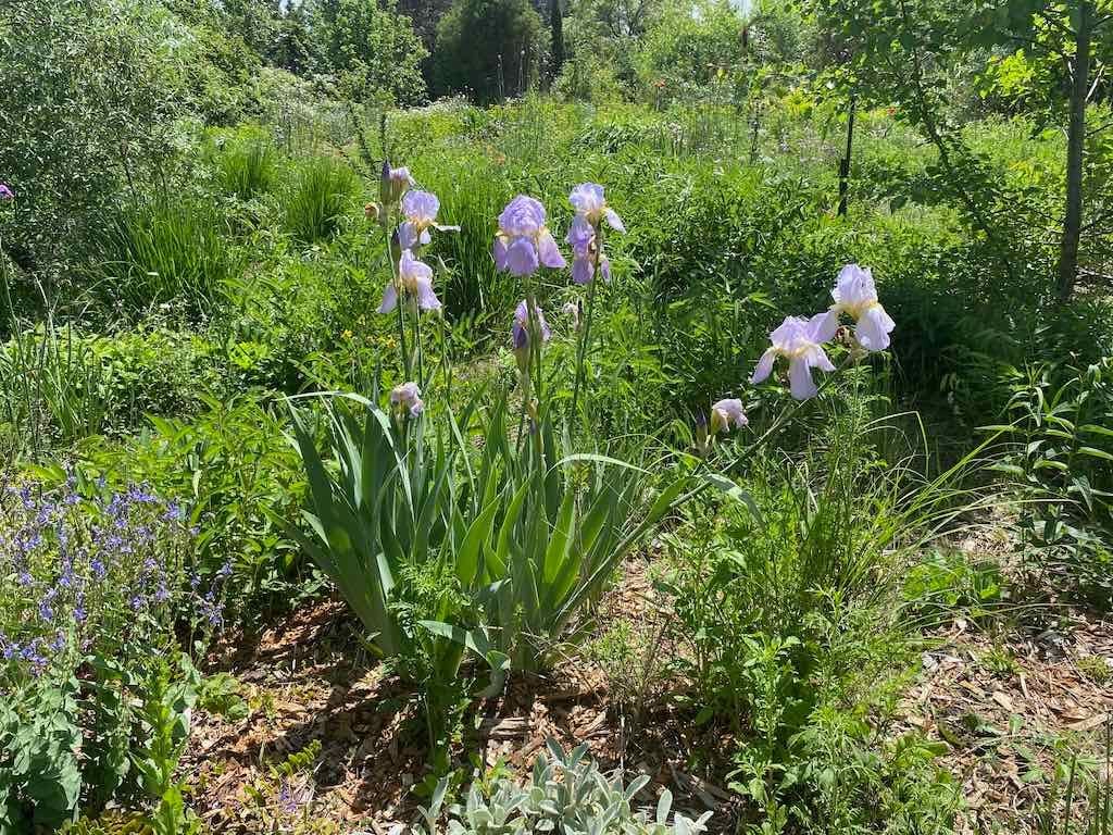 Milthorpe Garden Ramble Image -69142f75480bd
