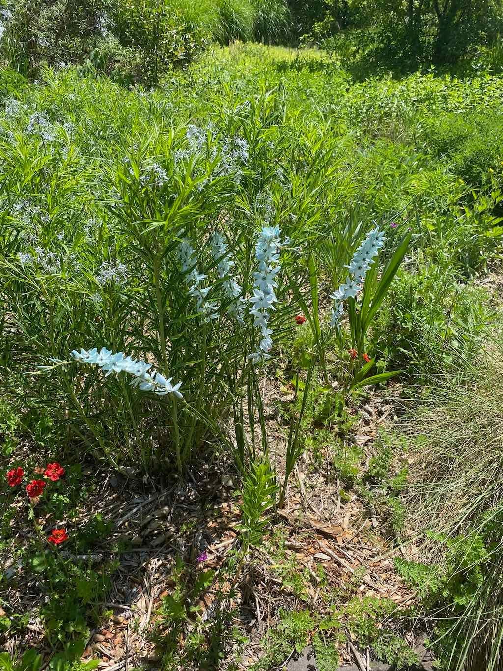 Milthorpe Garden Ramble Image -69142f75c64e0