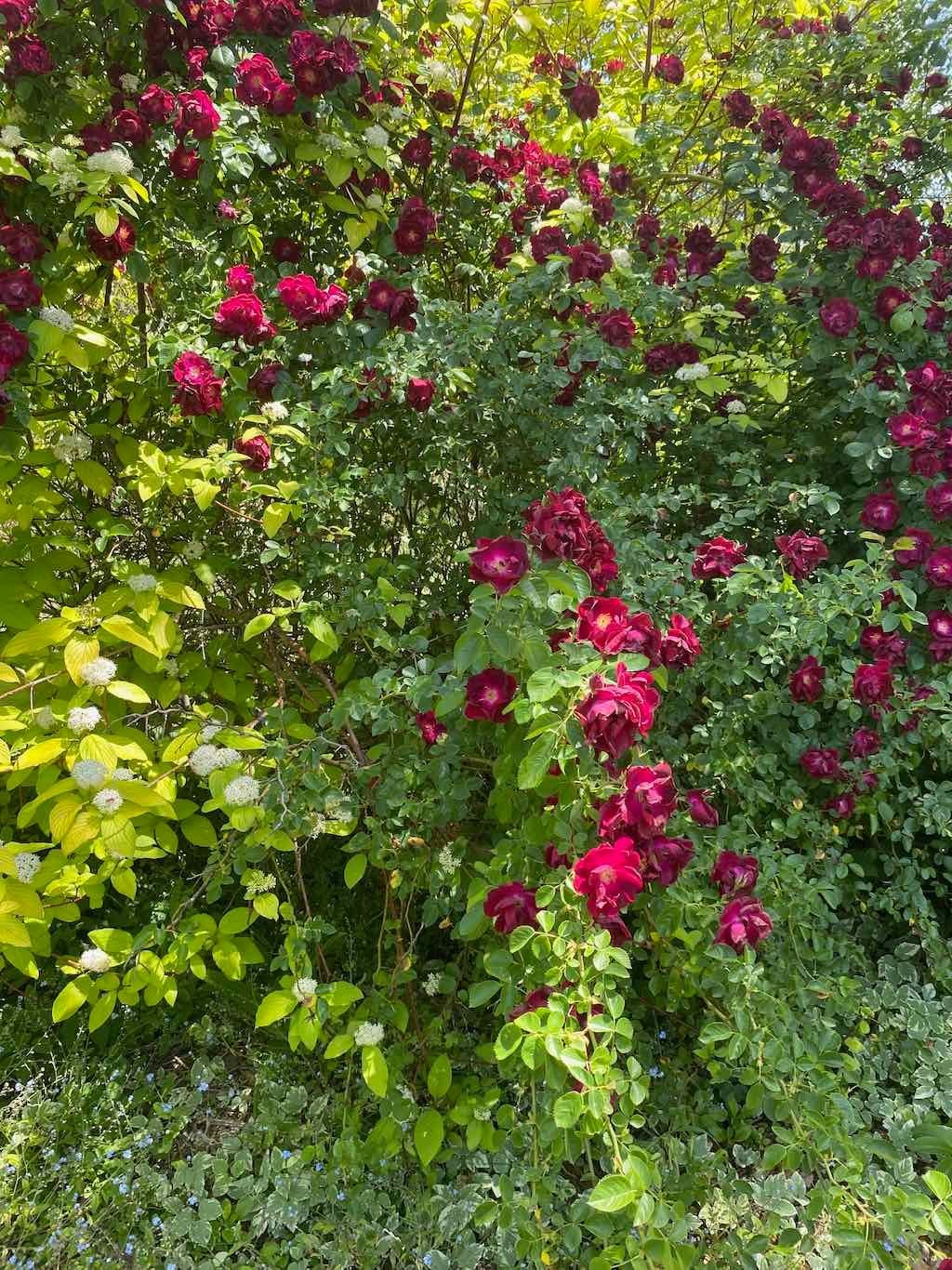 Milthorpe Garden Ramble Image -69142f76337c4