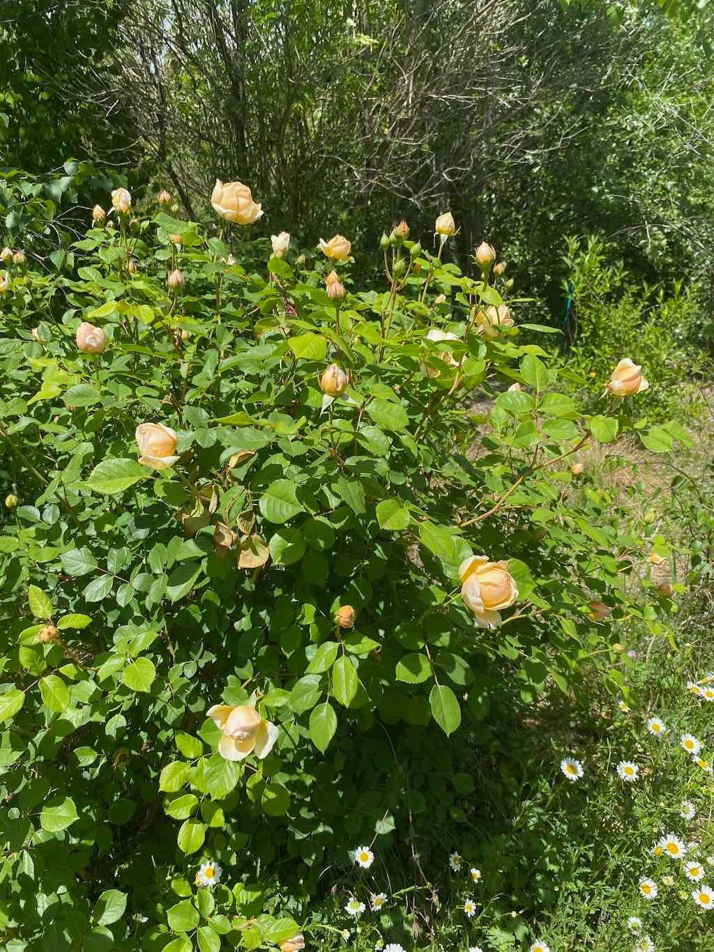 Milthorpe Garden Ramble Image -69142f768a282