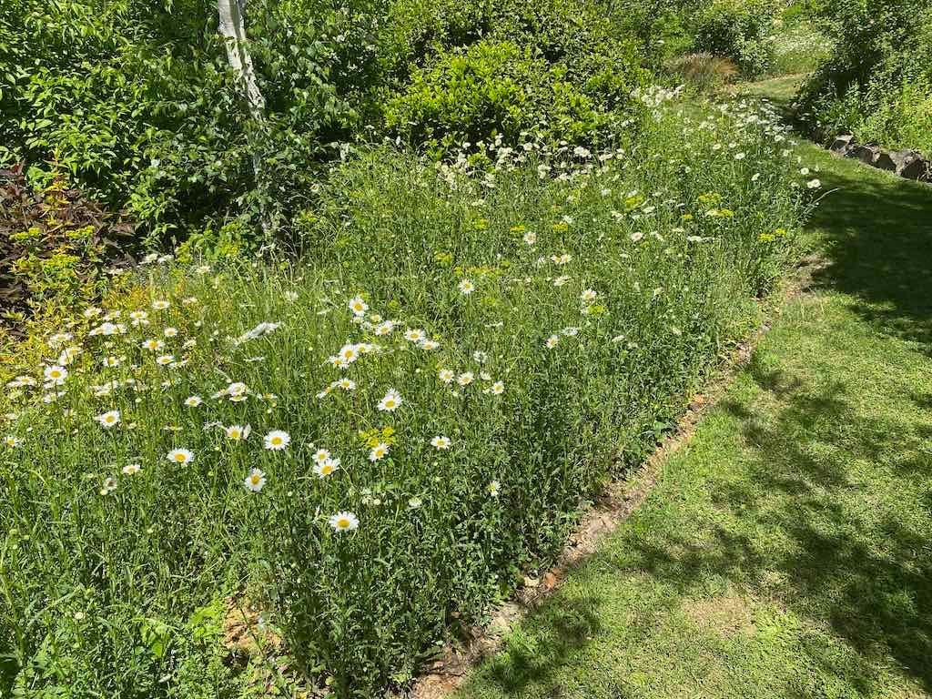 Milthorpe Garden Ramble Image -69142f76e7982