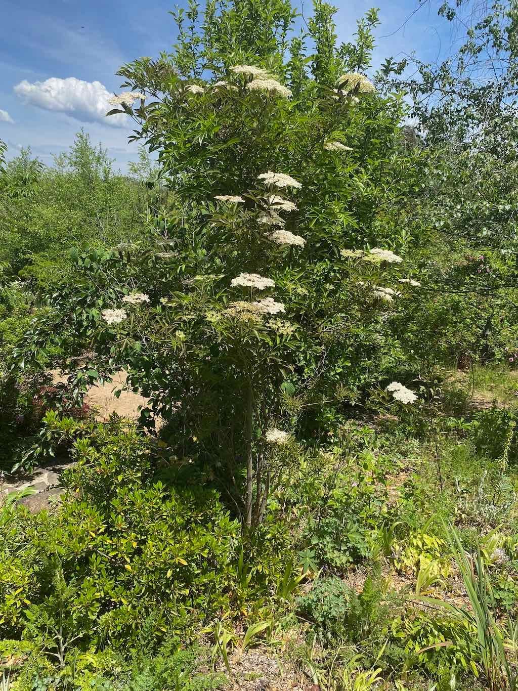 Milthorpe Garden Ramble Image -69142f774b958