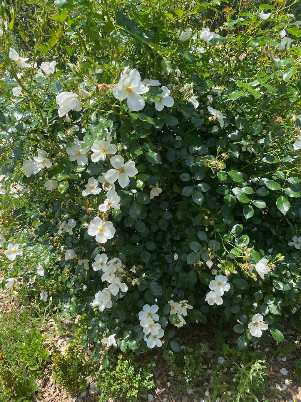 Milthorpe Garden Ramble Image -69142f78281ca