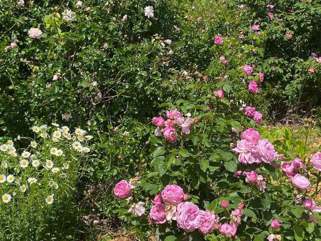 Milthorpe Garden Ramble Image -69142f79d0964