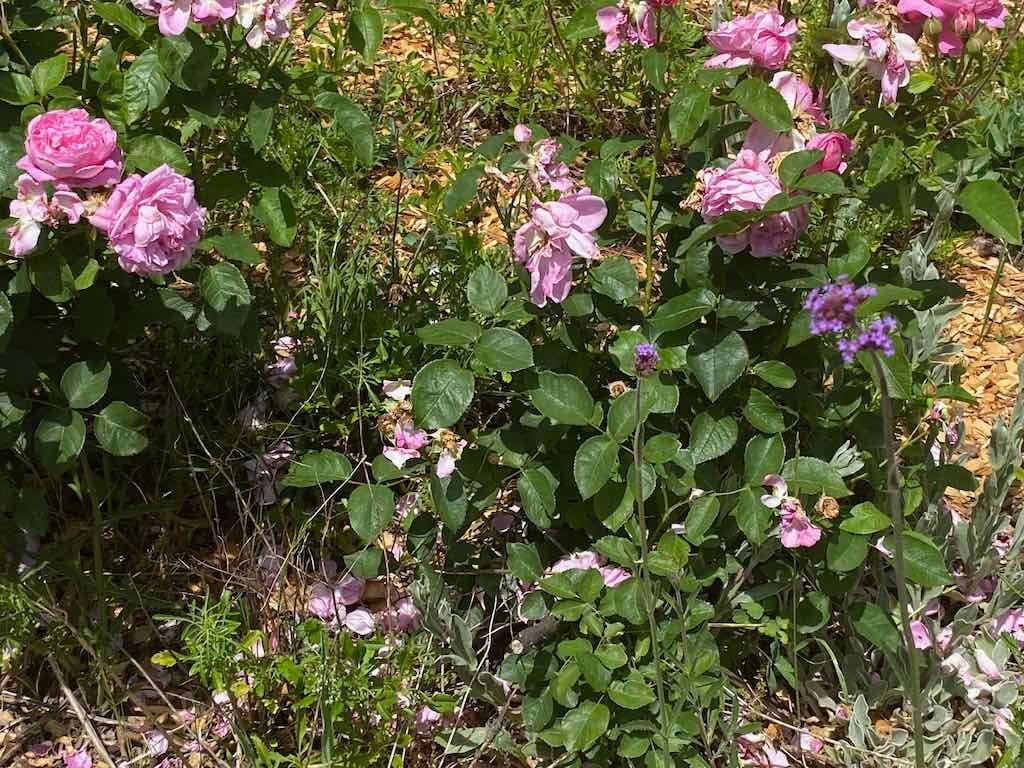 Milthorpe Garden Ramble Image -69142f7a35a1f