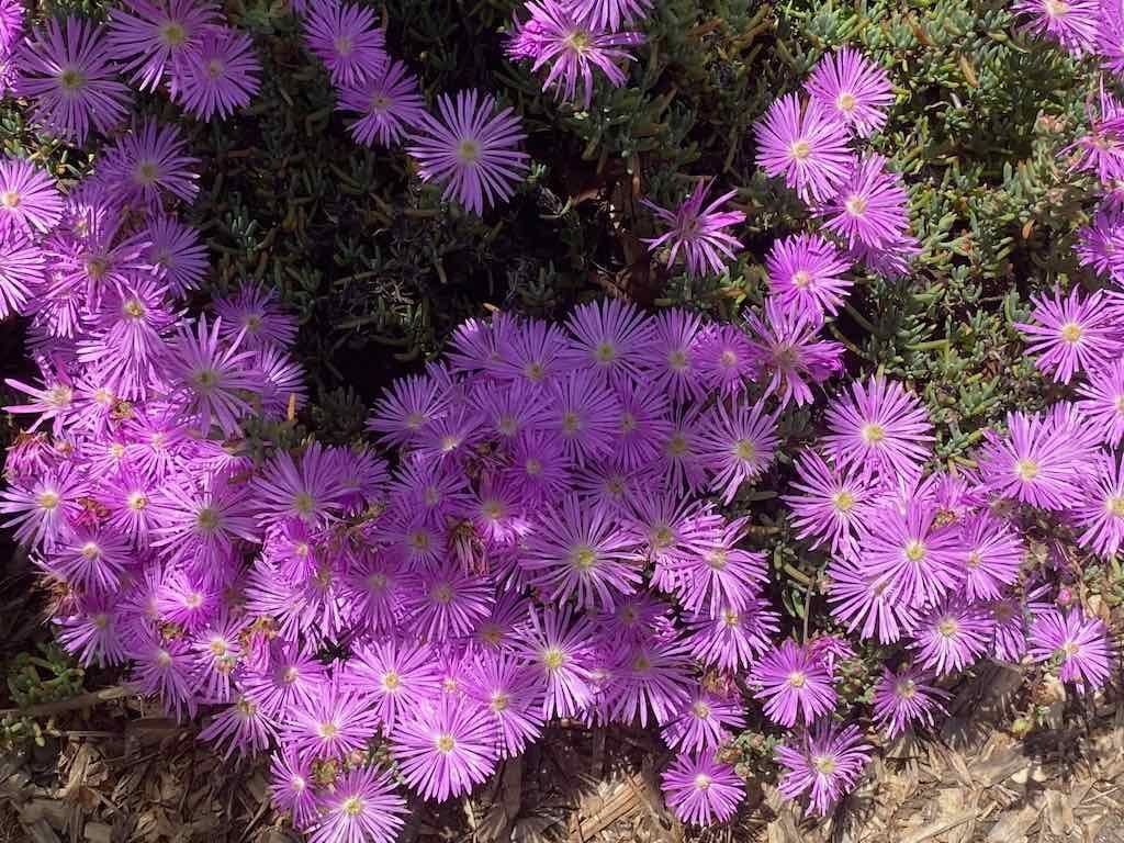 Milthorpe Garden Ramble Image -69142f7a94721