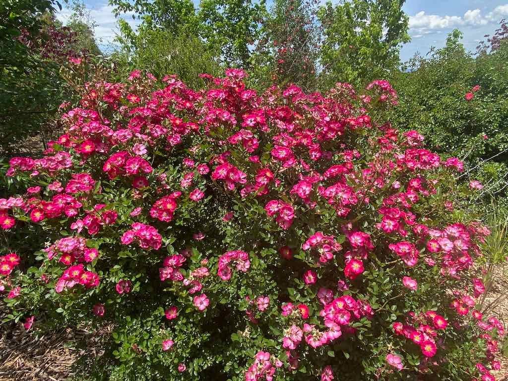 Milthorpe Garden Ramble Image -69142f7af346e